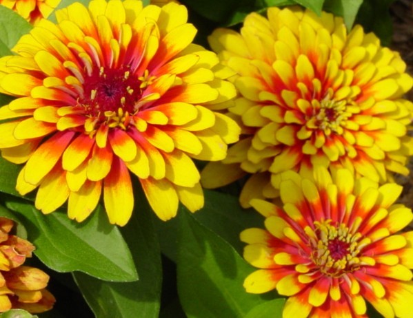 ZINNIA seed Yellow  